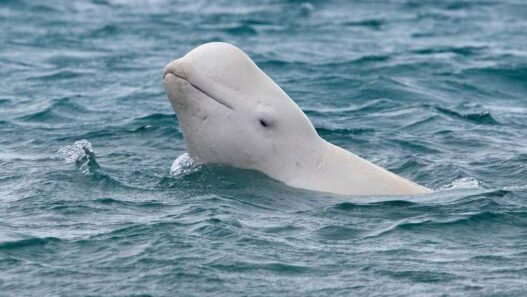 Beluga whale.jpg