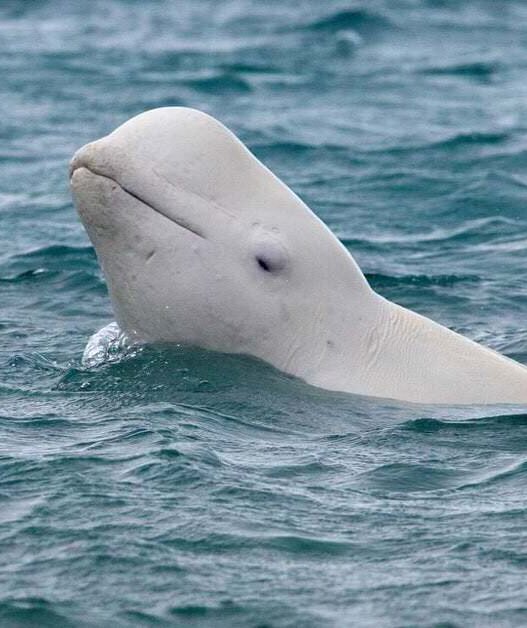 Beluga whale.jpg