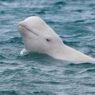 Beluga whale.jpg