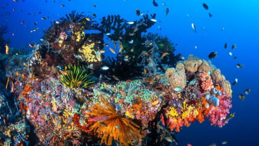 Indonesia seeks alternative funding as USAID freeze delays marine conservation efforts