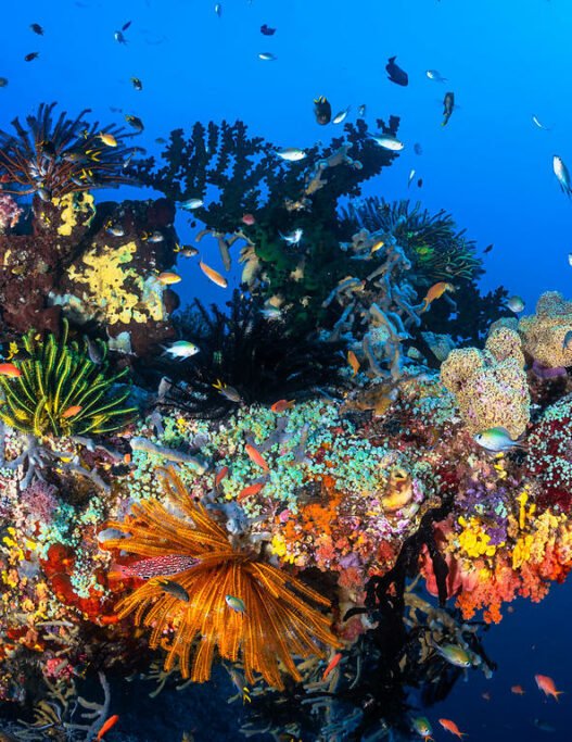 Indonesia seeks alternative funding as USAID freeze delays marine conservation efforts