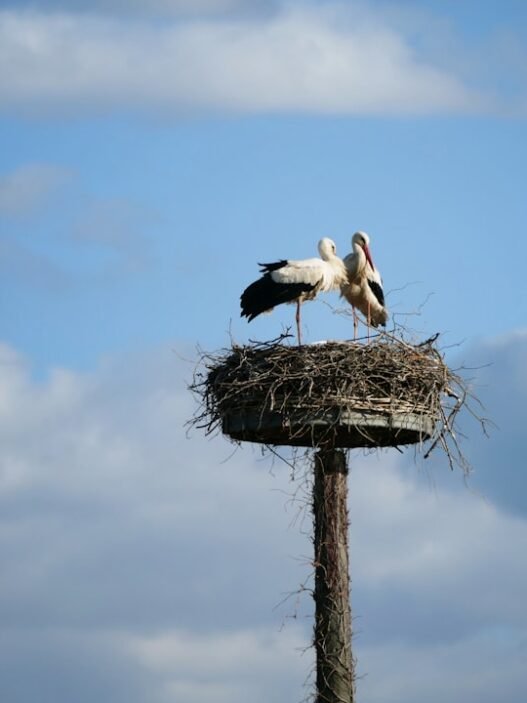 Photo 1650557602250 8bb95254dc5c