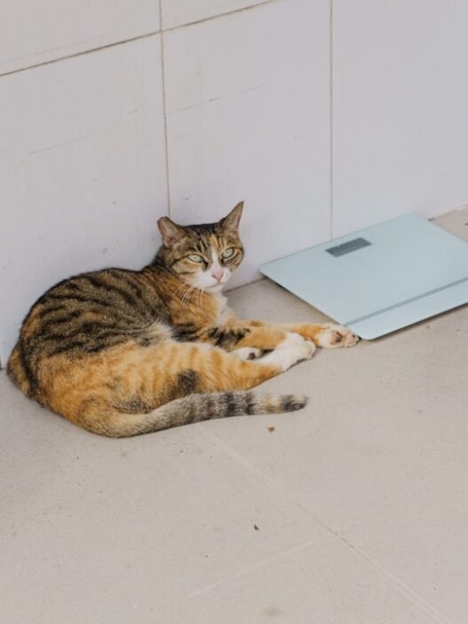 Photo 1758292960017 b8f97616fc3c