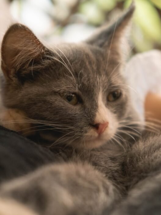 Photo 1759156232578 31d0fb5ab1aa