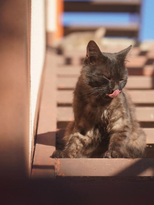 Photo 1760041308212 62b4b58943c7