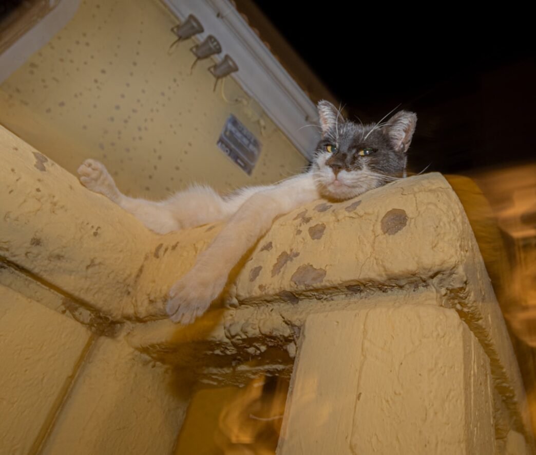 Photo 1761772969871 c21043af17a2