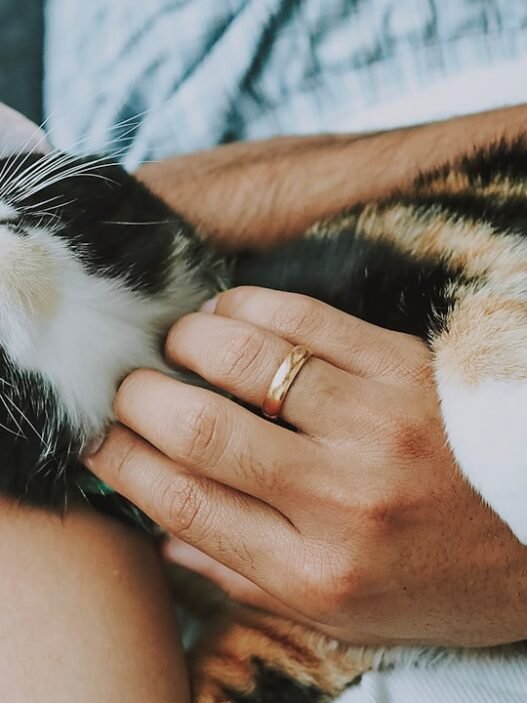 Photo 1579452113472 2f2a764188ac