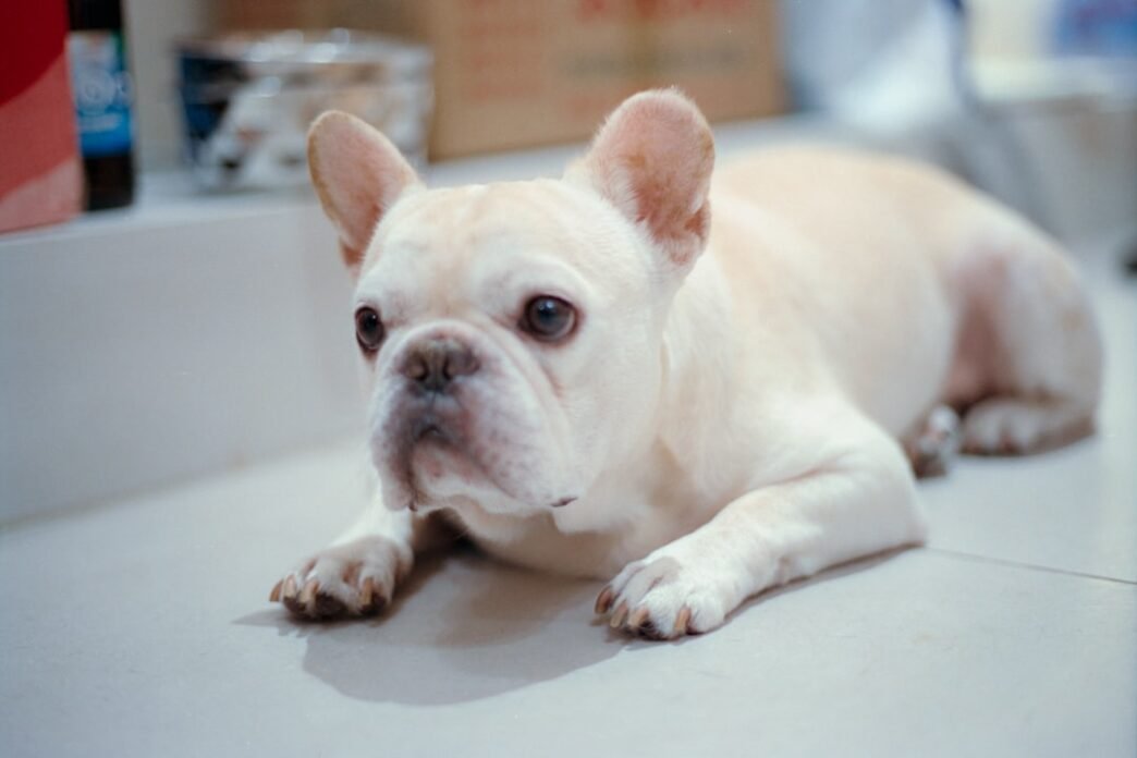 Photo 1760259477615 f40bb80dab77