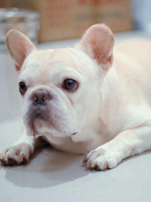 Photo 1760259477615 f40bb80dab77