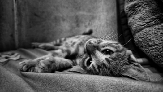 Photo 1761370341068 52e3cc68666d