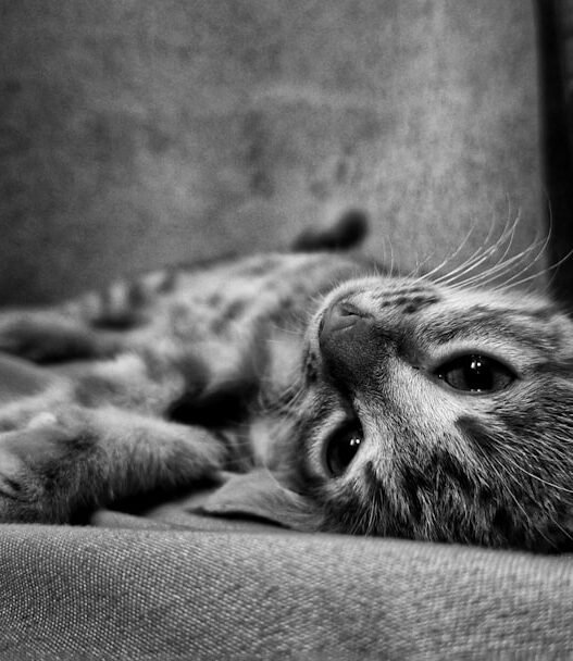 Photo 1761370341068 52e3cc68666d