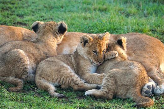 Photo 1762689969695 6687f7c0cc5d