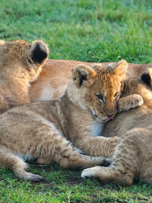 Photo 1762689969695 6687f7c0cc5d