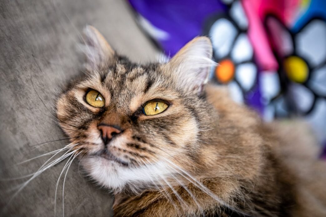 Photo 1763392392772 12100aa09d9d