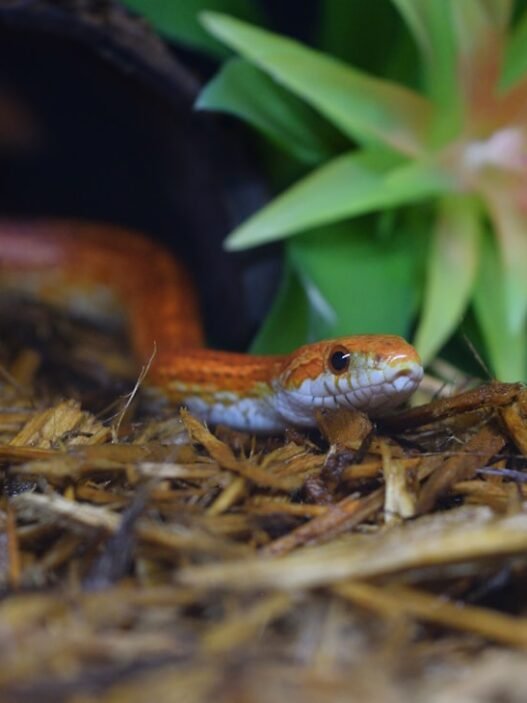 Photo 1763783336067 60d9d4063aa1