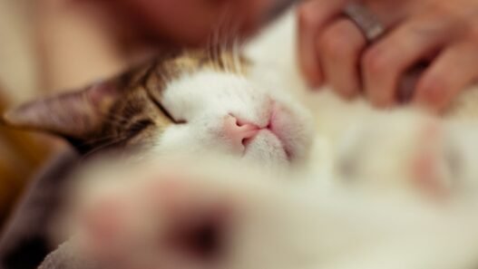 Photo 1763830033672 e5284e2ba503